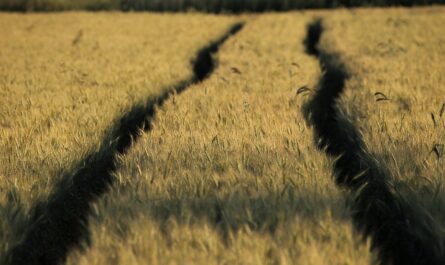 What are the qualities that make up a good pitcher?
